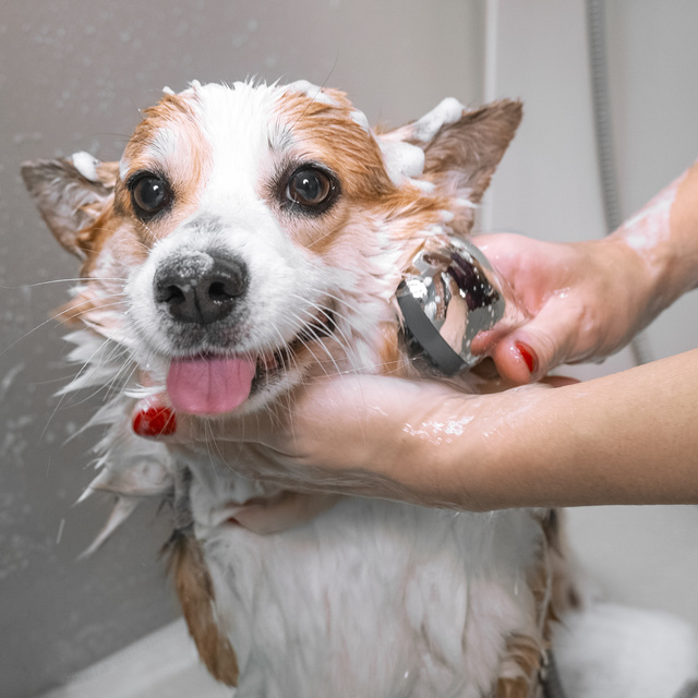 Dog washing